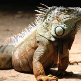 (VIDEO) Prvi put viđeni ružičasti mladunci iguane: Izgledaju drugačije od odraslih 3