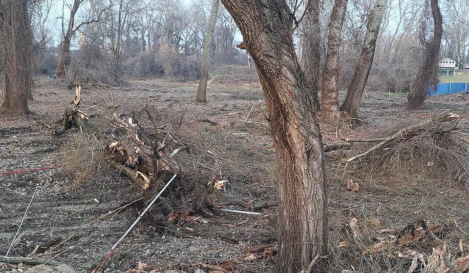 Bageri počeli da ruše drveće na Šodrošu - radovi prekinuti nakon što su aktivisti pozvali policiju 1