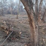 Bageri počeli da ruše drveće na Šodrošu - radovi prekinuti nakon što su aktivisti pozvali policiju 2