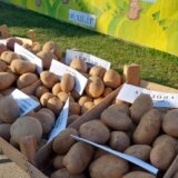 U selu kod Leskovca koje je krompirom snabdevalo Jugoslaviju danas 20 proizvođača 11