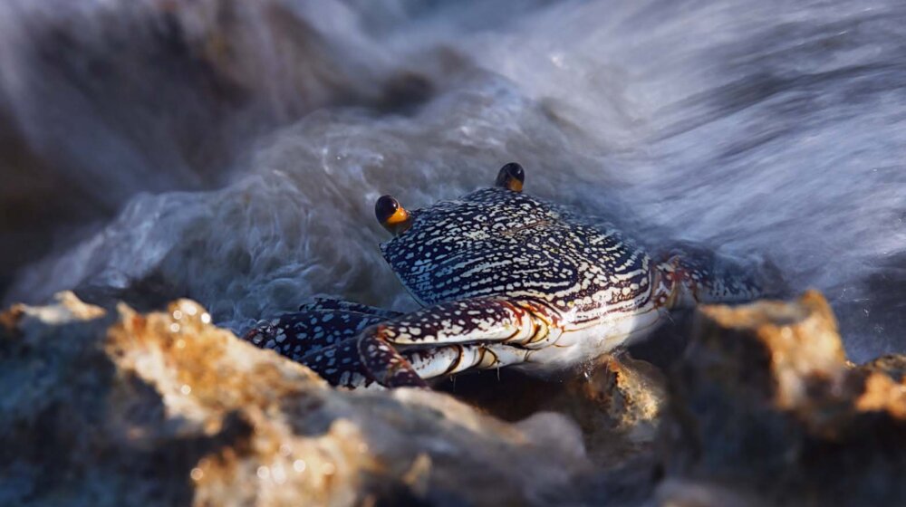 Festival podvodnog filma u Kinoteci 1 Festival podvodnog filma u Kinoteci 1