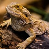 Da li će gušter iz vitrine u Londonu vratiti vreme 3