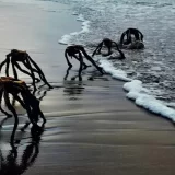 Fotografija koja je izazvala paniku: Kakva su ovo stvorenja koja izlaze iz vode? 13