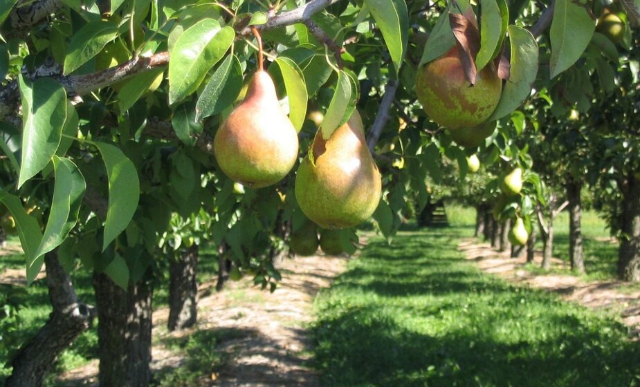 Šta znači kada se kaže da je neko "pao s' kruške"? 1
