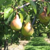 Šta znači kada se kaže da je neko "pao s' kruške"? 6