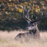 Povratak jelena u centralnu Srbiju 4