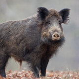 Od početka sezone lovci na području opštine Vladičin Han ustrelili 98 divljih svinja 14