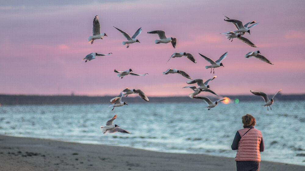 U Evropi najveća epidemija ptičijeg gripa 1