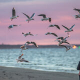 U Evropi najveća epidemija ptičijeg gripa 7