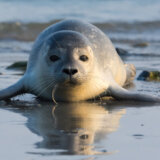 Na jugu Rusije pronađeno oko 2.500 uginulih foka 3