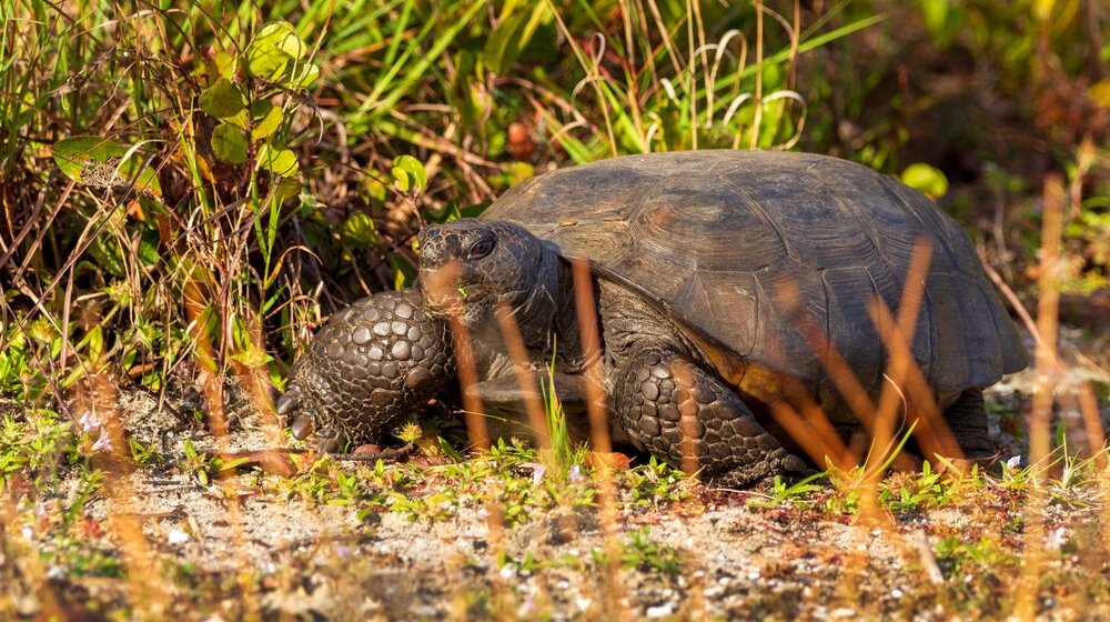 "Usporeni stariji gospodin koji gleda svoja posla": Najstarija kornjača na svetu napunila 190 godina 1