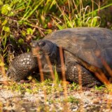 "Usporeni stariji gospodin koji gleda svoja posla": Najstarija kornjača na svetu napunila 190 godina 10