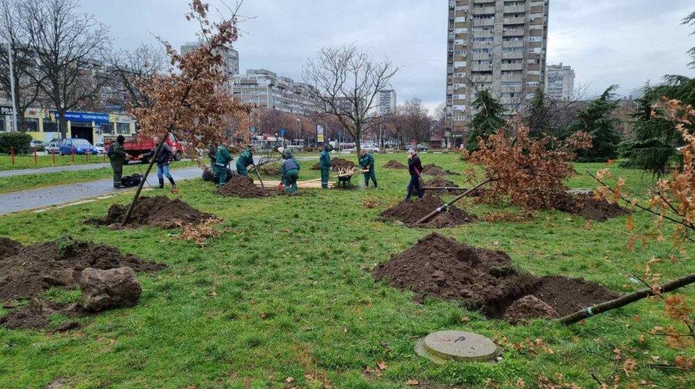 Dvadeset stabala za mikro-klimatski park na Zemunskom keju 1