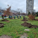 Dvadeset stabala za mikro-klimatski park na Zemunskom keju 4