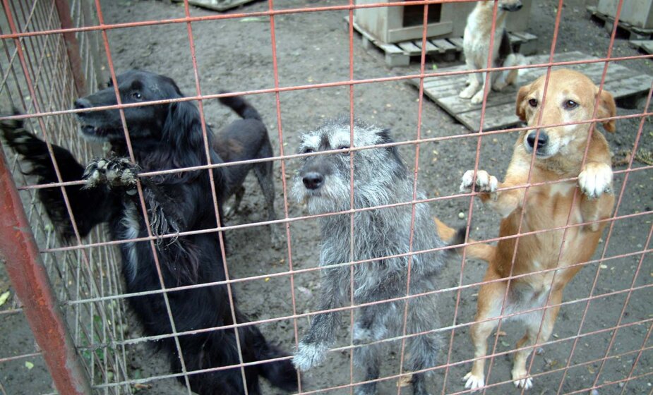 Sutra protest na Trgu zbog lošeg stanja u prihvatilištima za pse 1