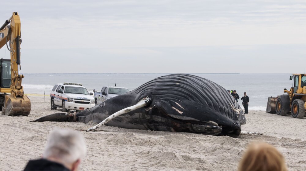 More izbacilo mrtvog kita na obalu u Njujorku 1