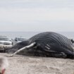 More izbacilo mrtvog kita na obalu u Njujorku 13