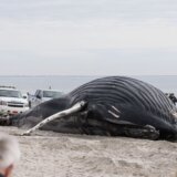 More izbacilo mrtvog kita na obalu u Njujorku 1