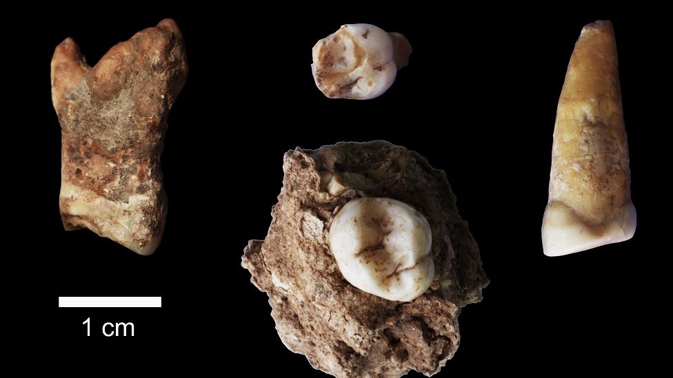 Arheologija i Srbija: Pet otkrića koja su obeležila 2022. godinu 1 ostaci zuba