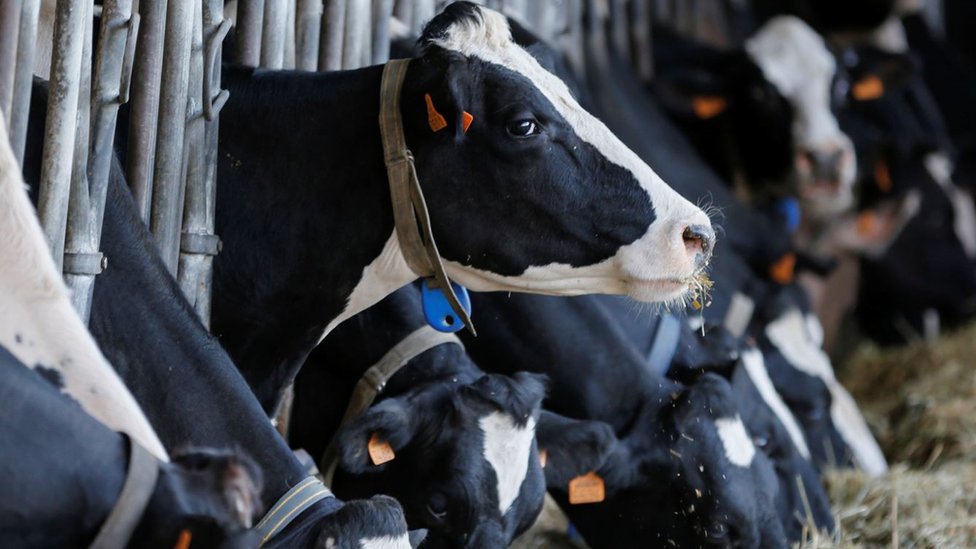 Srbija i hrana: Zašto je aflatoksin u srpskom mleku i dalje viši nego u EU i šta to znači za potrošače i mlekare 2 Krava