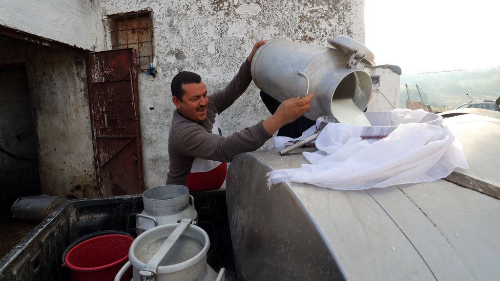 Srbija i hrana: Zašto je aflatoksin u srpskom mleku i dalje viši nego u EU i šta to znači za potrošače i mlekare 1 Proizvodnja mleka