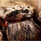 Životinje i ljudi: Zbog čega bez mnogo razmišljanja ubijamo paukove 12