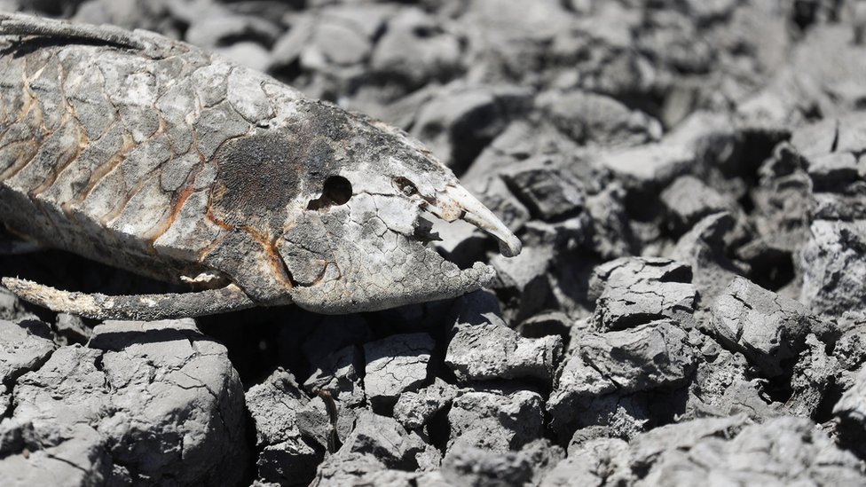 Uragani i klimatske promene: Kako El Ninjo i La Ninja menjaju vremenske prilike 2 The skeleton of a fish is seen in the Navarro lagoon