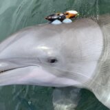 Životinje i zagađenje: Delfini „viču" da nadjačali buku koju stvara čovek 3