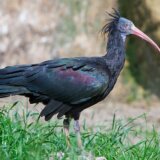 Priroda i ptice: Kako je Džipsi, retka ptica ćelavog ibisa, dospela u dolinu Neretve 10