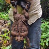 Životinje i Australija: Pronađena Todzila, džinovska žaba, teška skoro tri kilograma 4