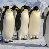 Carski pingvini: Nova kolonija pronađena zahvaljujući izmetu 2