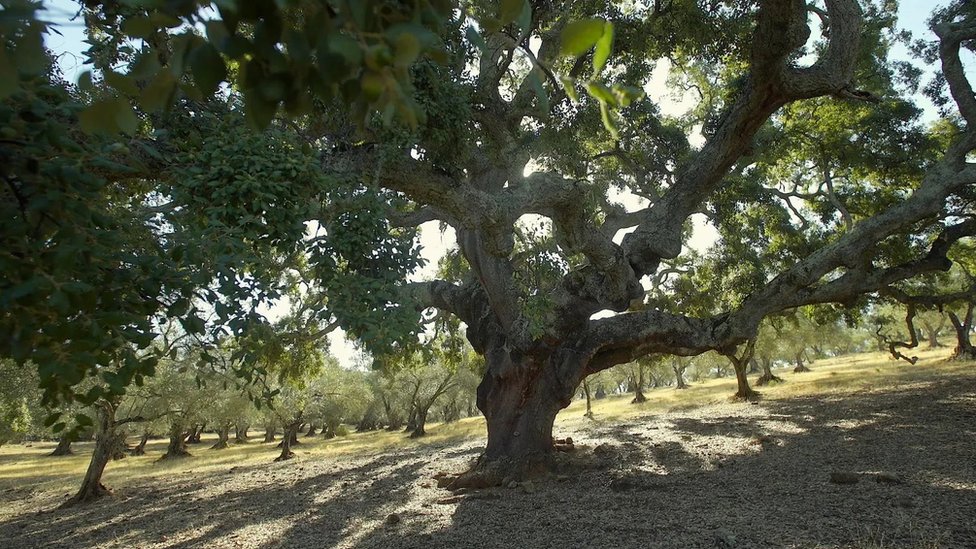 Sijera de Arosena i Park prirode Pikos de Arače su zaštićeni delovi prirode