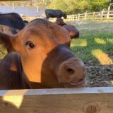 Srbija i poljoprivreda: Krava i svinja sve manje, farmeri spremni da isprazne obore 5
