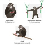 Nauka, evolucija i životinje: Ljudi i primati korste zajednički jezik simbola - istraživanje 10