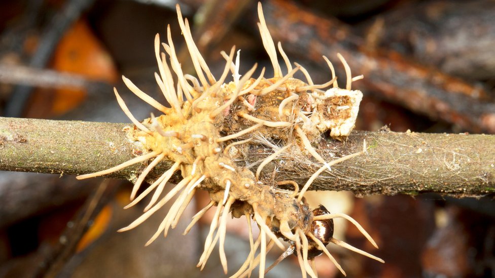 Caterpillar consumed by a parasitic fungus