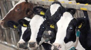 - Ministarstvo poljoprivrede, šumarstva i vodoprivrede saopštilo je danas da je počela javna rasprava o Nacrtu zakona o hrani za životinje.