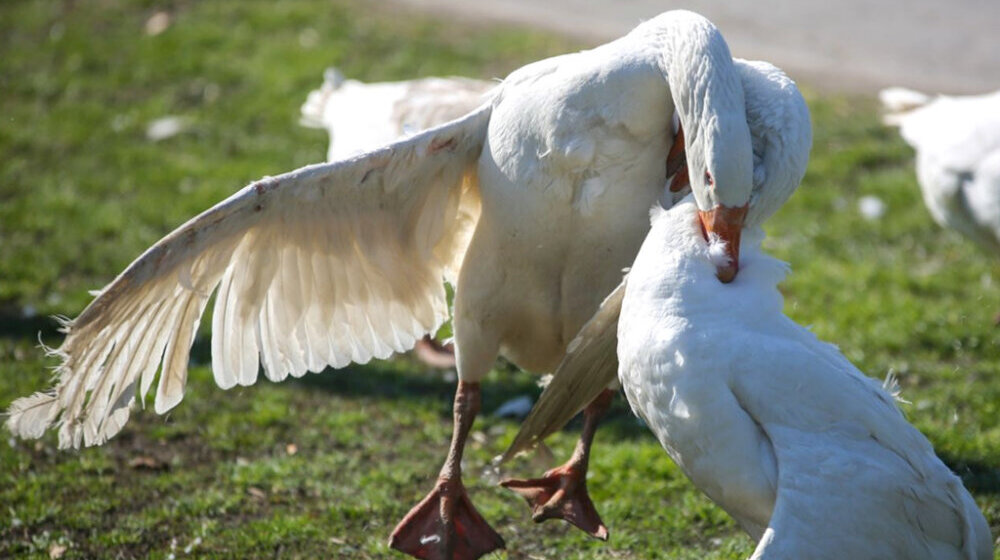 Leti perje u Mokrinu, pripreme za 37. Gusanijadu 1