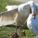 Gusan Batak pobednik na Svetskom prvenstvu u nadmetanju guskova u Mokrinu 4
