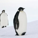 Novootkrivena kolonija carskih pingvina viđena pomoću satelitskih snimaka (FOTO) 4