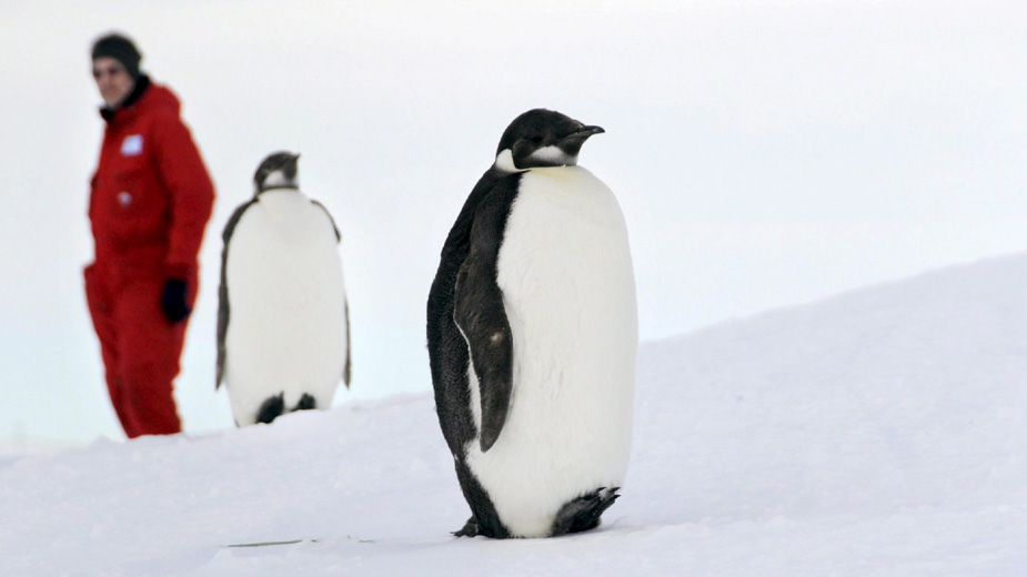 Novootkrivena kolonija carskih pingvina viđena pomoću satelitskih snimaka (FOTO) 1