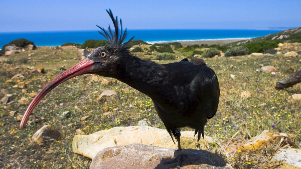 Retka ptica koja je izumrla u Evropi stigla do ušća Neretve: Ne uznemiravajte "Gipsy" ako sleti na vaš krov 1