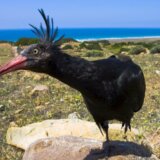 Retka ptica koja je izumrla u Evropi stigla do ušća Neretve: Ne uznemiravajte "Gipsy" ako sleti na vaš krov 5