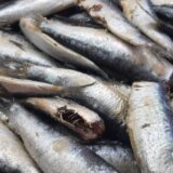 Sardine kao koristan izvor proteina (RECEPT) 3