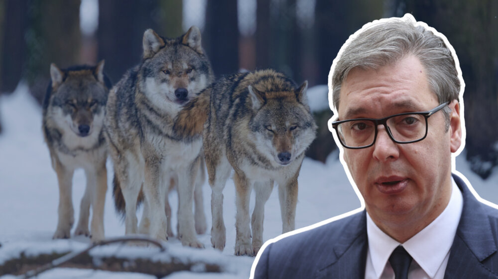 "Poruka 'čopora' kreirana u jazbini alfa mužjaka": Čemu služi kampanja podrške Vučiću sa fotografijama vukova? 1