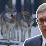 "Poruka 'čopora' kreirana u jazbini alfa mužjaka": Čemu služi kampanja podrške Vučiću sa fotografijama vukova? 11