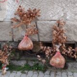 "Ne secite mladice hrasta za badnjake": Apel kragujevačkog Spomen-parka u Šumaricama 1