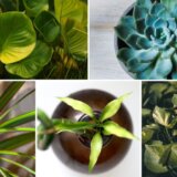 Pet najtraženijih sobnih biljaka na Guglu u 2022. 11