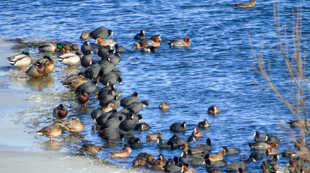 "Kada su u Evropi hladne zime, na Vlasinu dođu labudovi": Popisano više od 3.000 jedinki ptica koje zimuju u ovim predelima 1