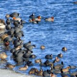 "Kada su u Evropi hladne zime, na Vlasinu dođu labudovi": Popisano više od 3.000 jedinki ptica koje zimuju u ovim predelima 12