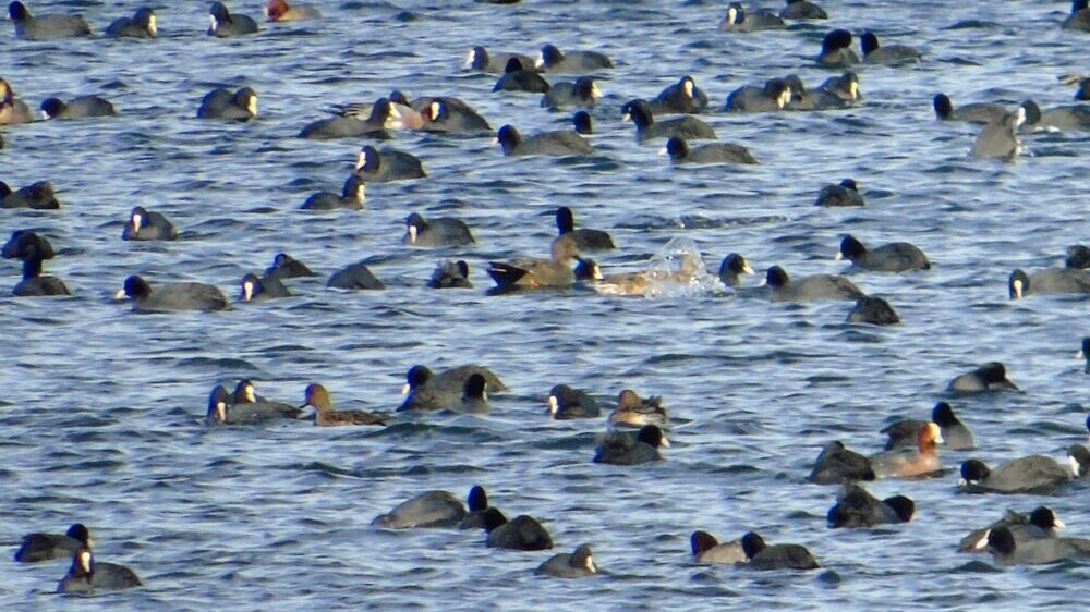 "Kada su u Evropi hladne zime, na Vlasinu dođu labudovi": Popisano više od 3.000 jedinki ptica koje zimuju u ovim predelima 2